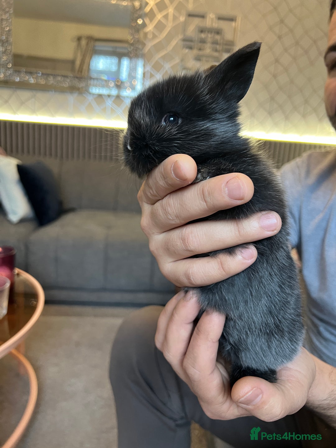 Lionhead rabbits for sale: Lion head baby rabbits for sale  - Advert 1