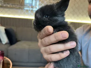 Lionhead rabbits Lion head baby rabbits for sale - Advert 18