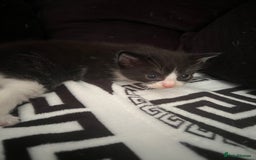 Mixed Breed cats for sale: Toxido kittens  - Image 22