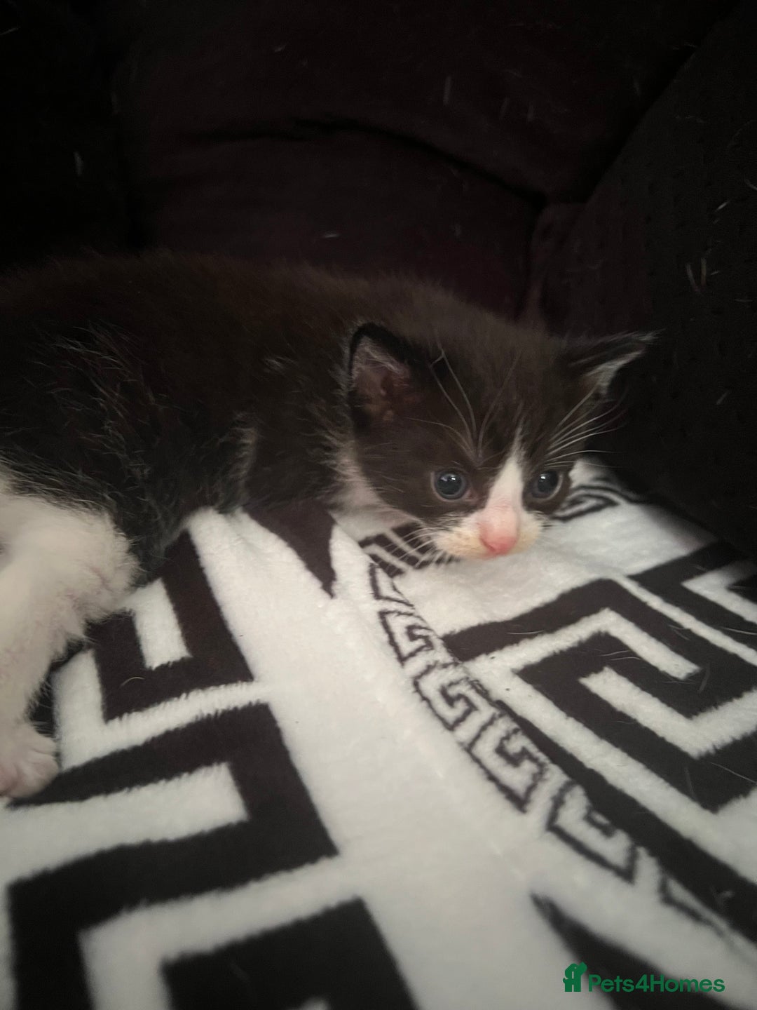 Mixed Breed cats for sale: Toxido kittens  - Image 22