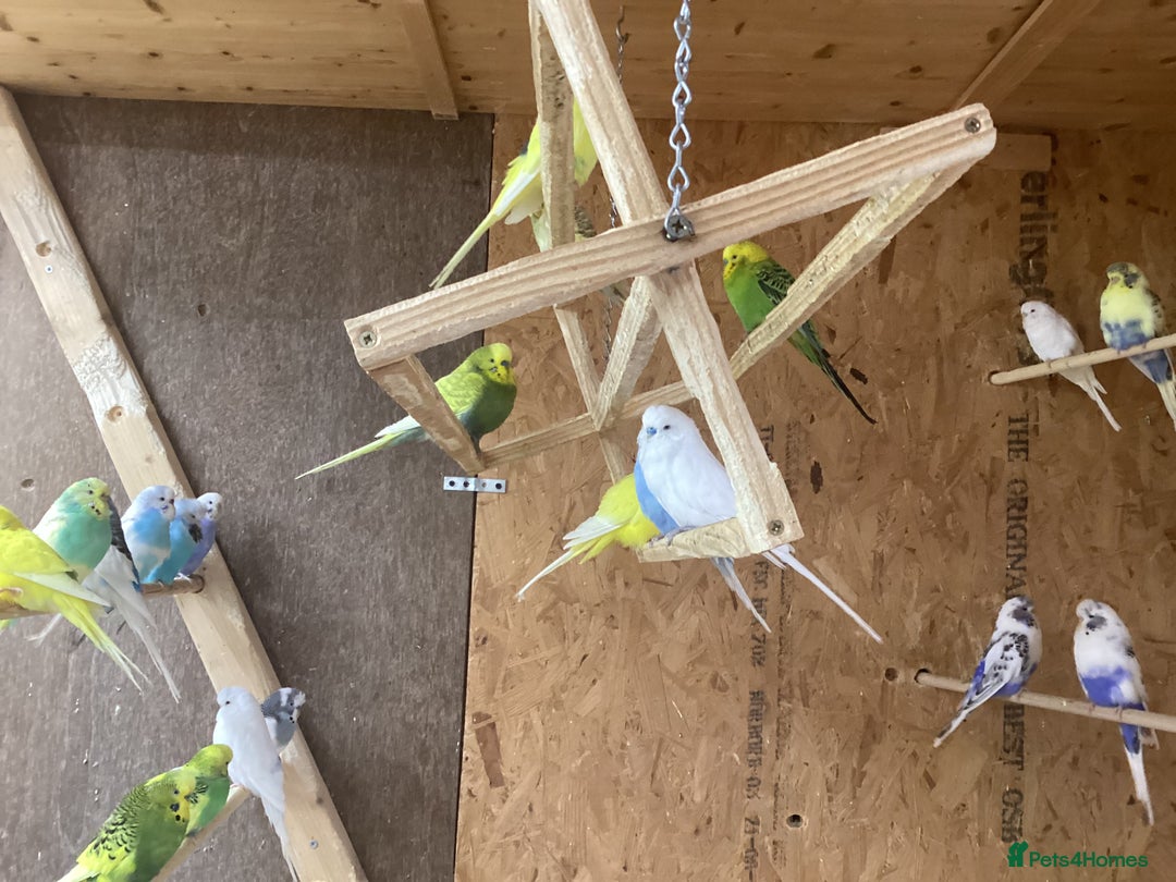 Budgerigars birds for sale: 30 adults budgies  - Advert 5