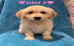 Goldendoodle dogs for sale: F1B Goldendoodles - Image 3