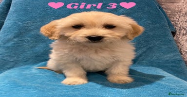 Goldendoodle dogs - Advert 2