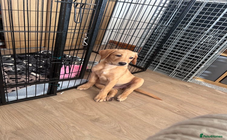 Labrador Retriever dogs in Wisbech - Advert 16