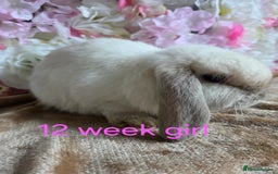 Mini Lop rabbits for sale: 💙🩷 young friendly pure bred mini lops🩷💙 - Image 11