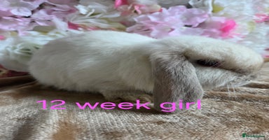 Mini Lop rabbits - Advert 16