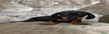 Miniature Dachshund 1