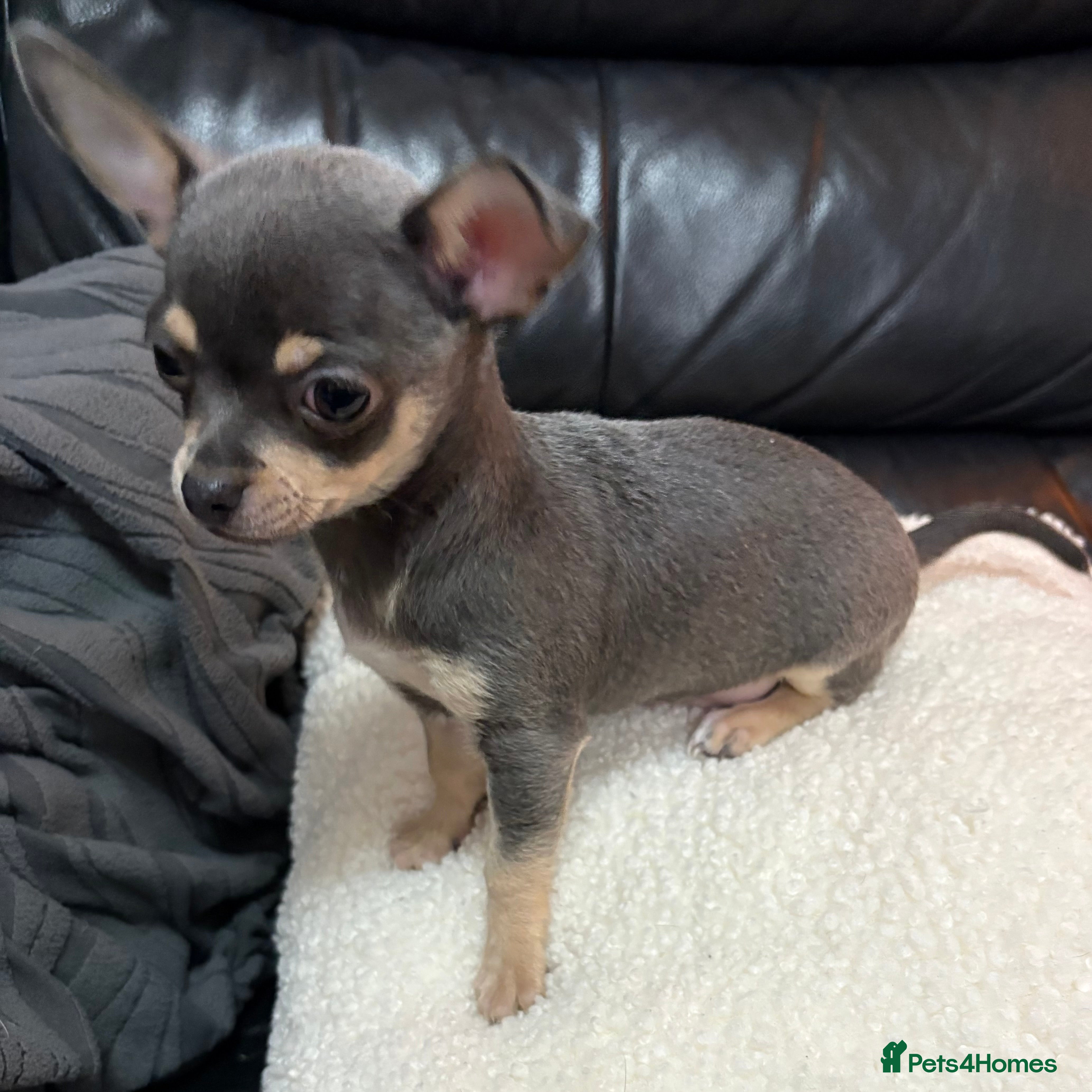 Chihuahua dogs 1 boy grey puppy left, READY!  - Advert 14