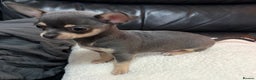 Chihuahua dogs for sale: Gorgeous Blue Boy Chihuahua  - Advert 1