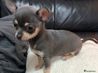 Chihuahua dogs 1 boy grey puppy left, READY! - Advert 11