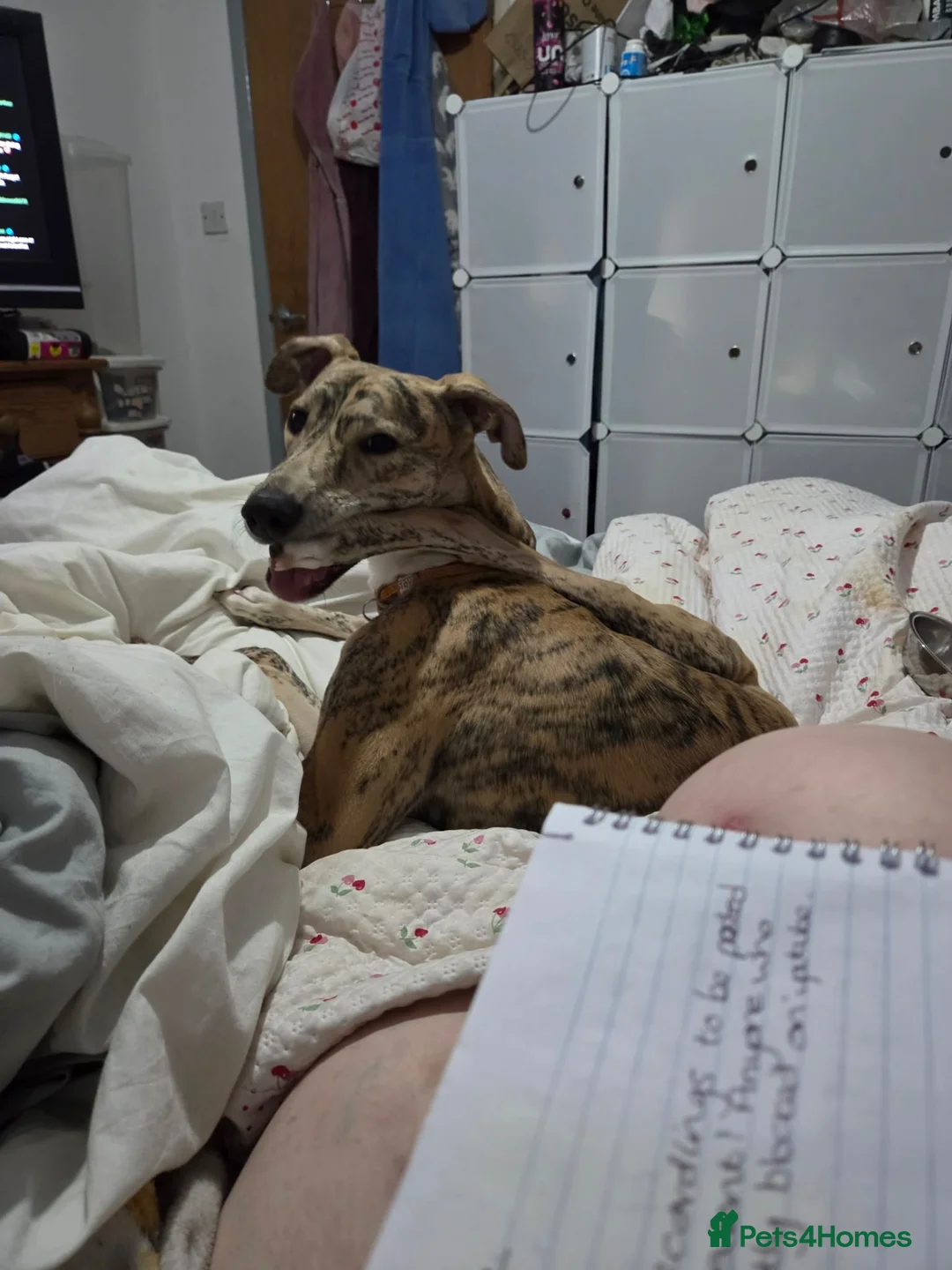 Mixed Breed dogs for sale: Greyhound/lurcher mixed with saluki  in Wakefield - Advert 2