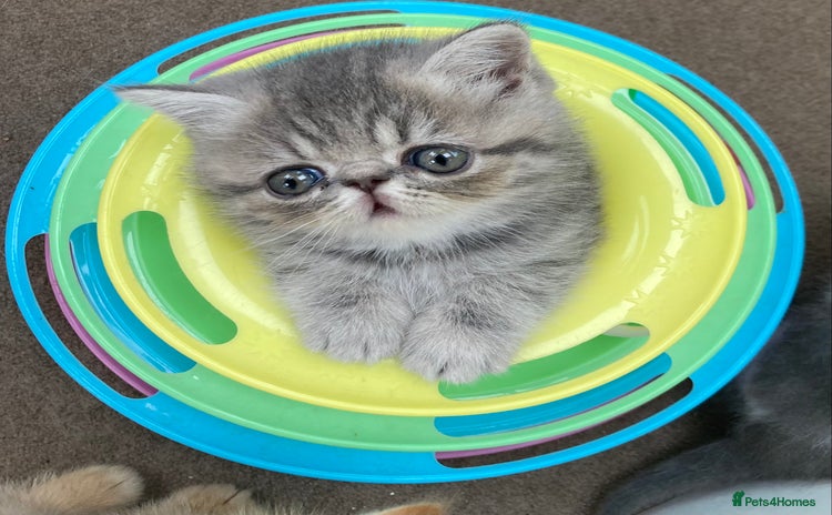 Exotic cats - Advert 1