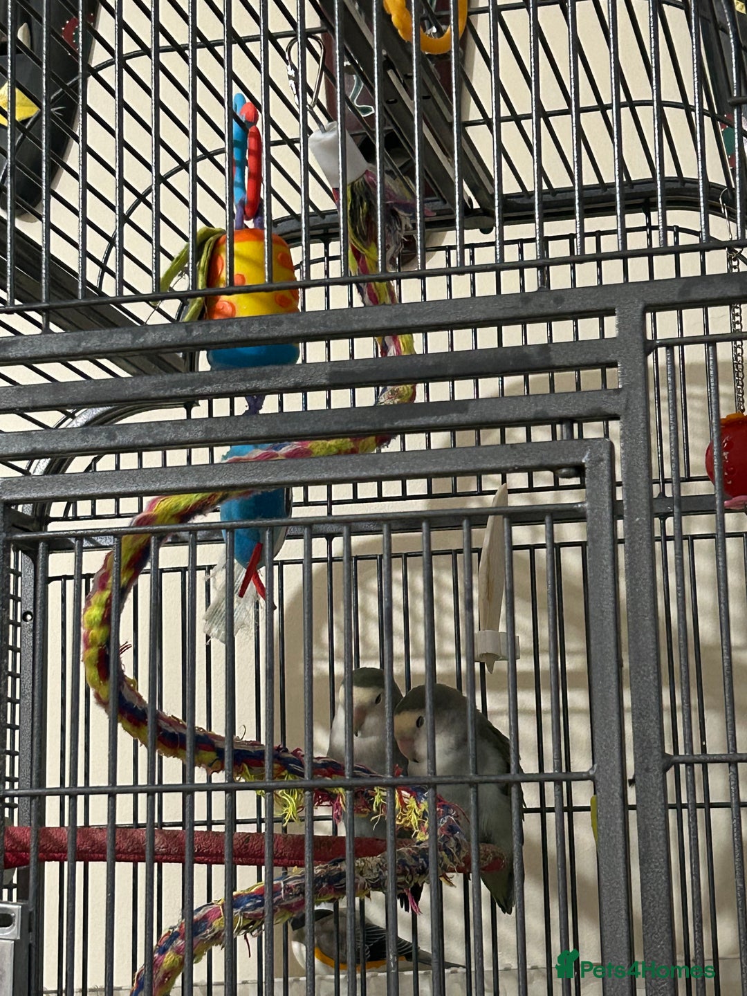 Lovebirds birds for sale: 2 BONDED LOVEBIRDS FOR SALE  - Advert 4