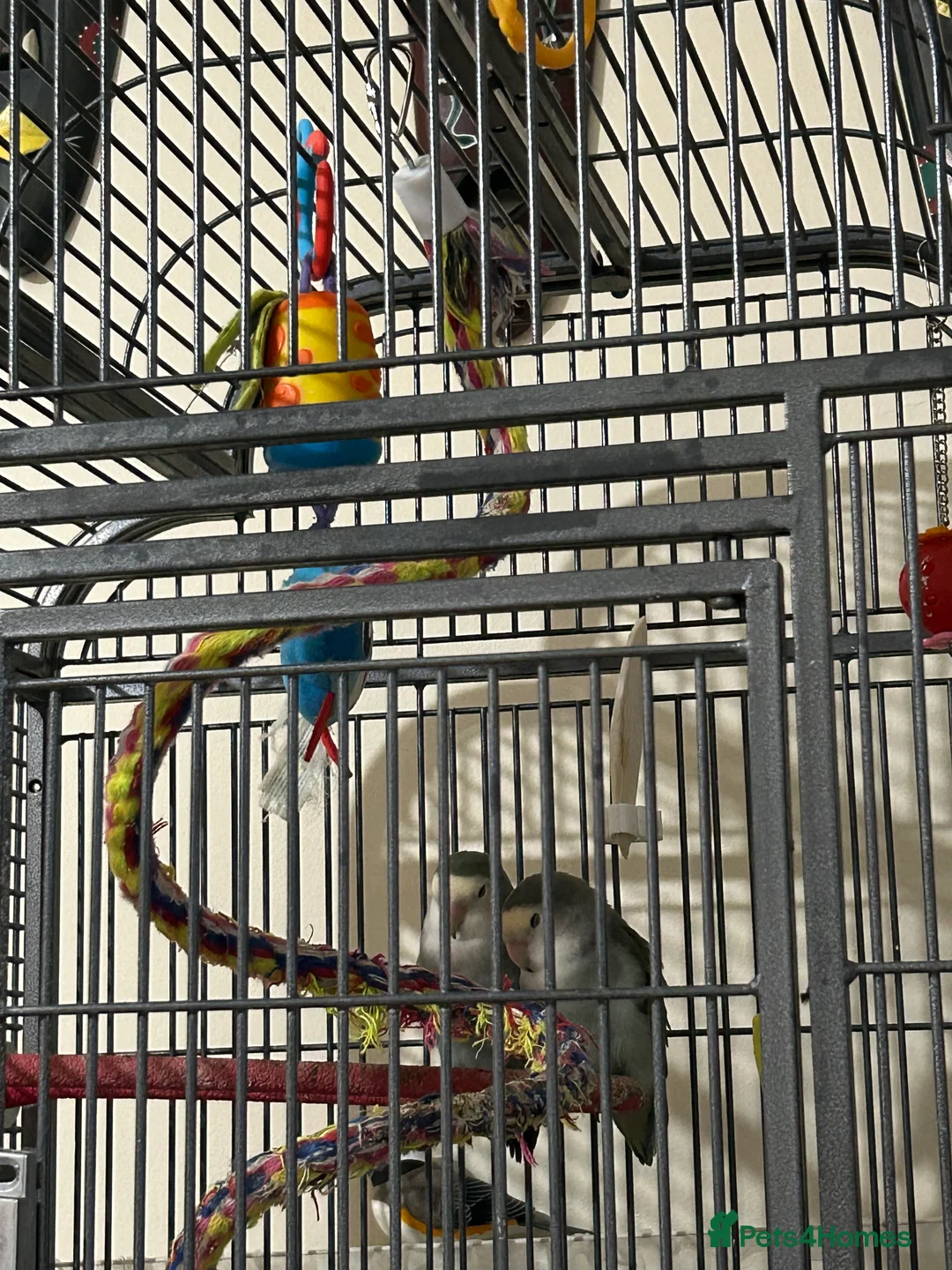 Lovebirds birds for sale: 2 BONDED LOVEBIRDS FOR SALE  - Advert 4