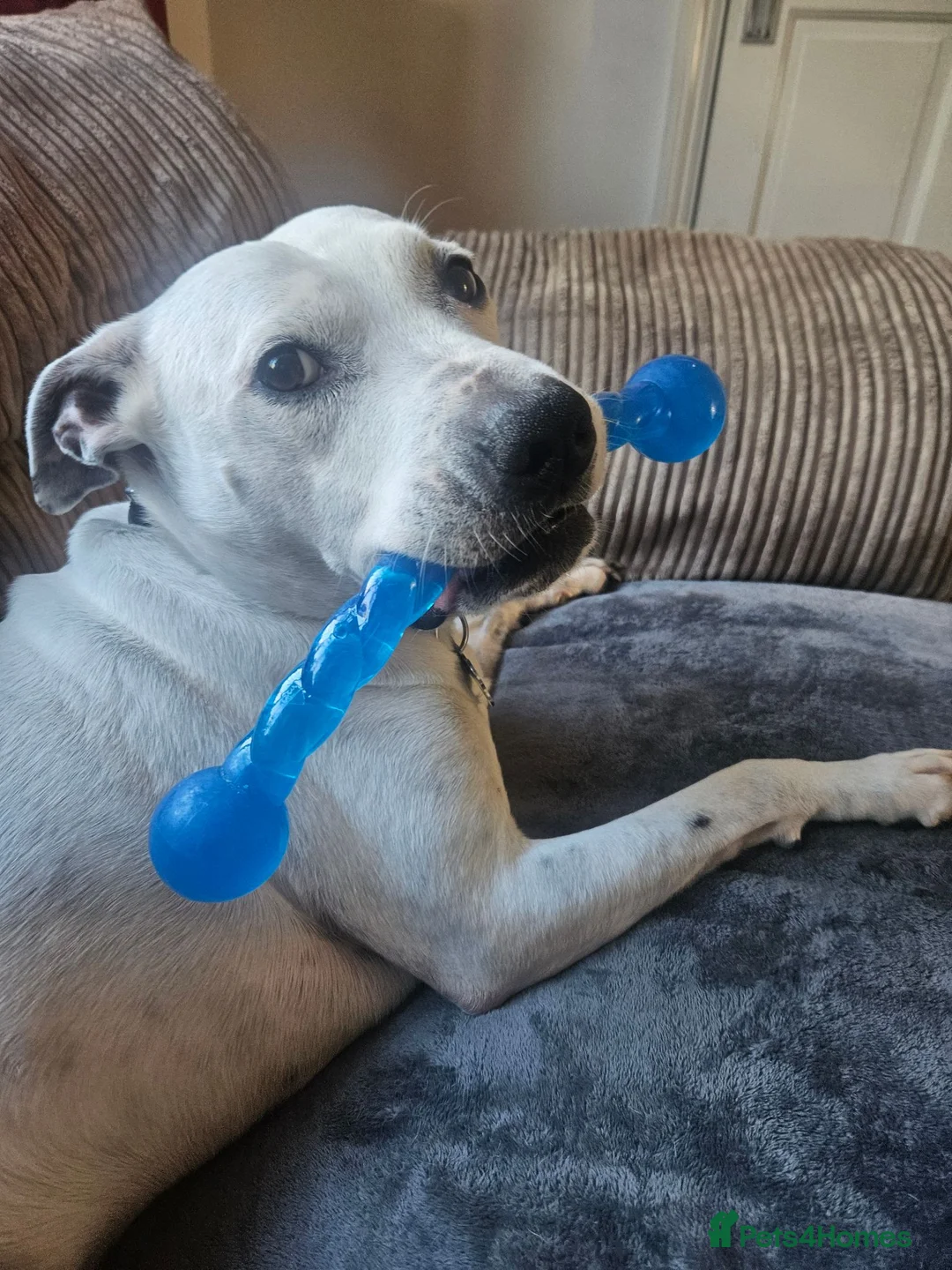 Staffordshire Bull Terrier dogs for sale: Beautiful Oscar looking for a loving home in Leicester - Advert 2