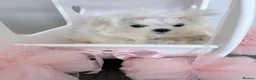 Maltese dogs for sale: Baby doll face Korean little Girl ( Ava) - Advert 6