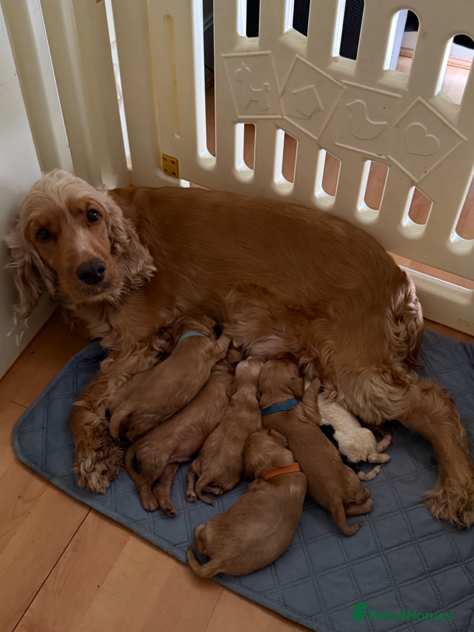 Cocker Spaniel dogs KC show type cocker spaniel puppies for sale - Advert 1