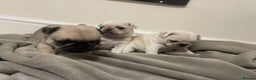 Pug dogs for sale: Beautiful pugs  - Advert 9