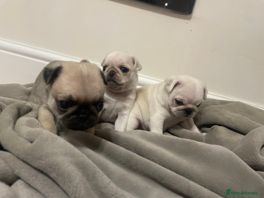 Pug dogs for sale: Beautiful pugs  - Advert 9