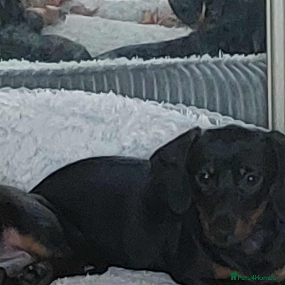 Miniature Dachshund dogs for sale: Dashound puppies for sale  - Image 7