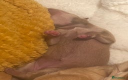 Chihuahua dogs for sale: 3 beatiful Chiuawa  - Image 4