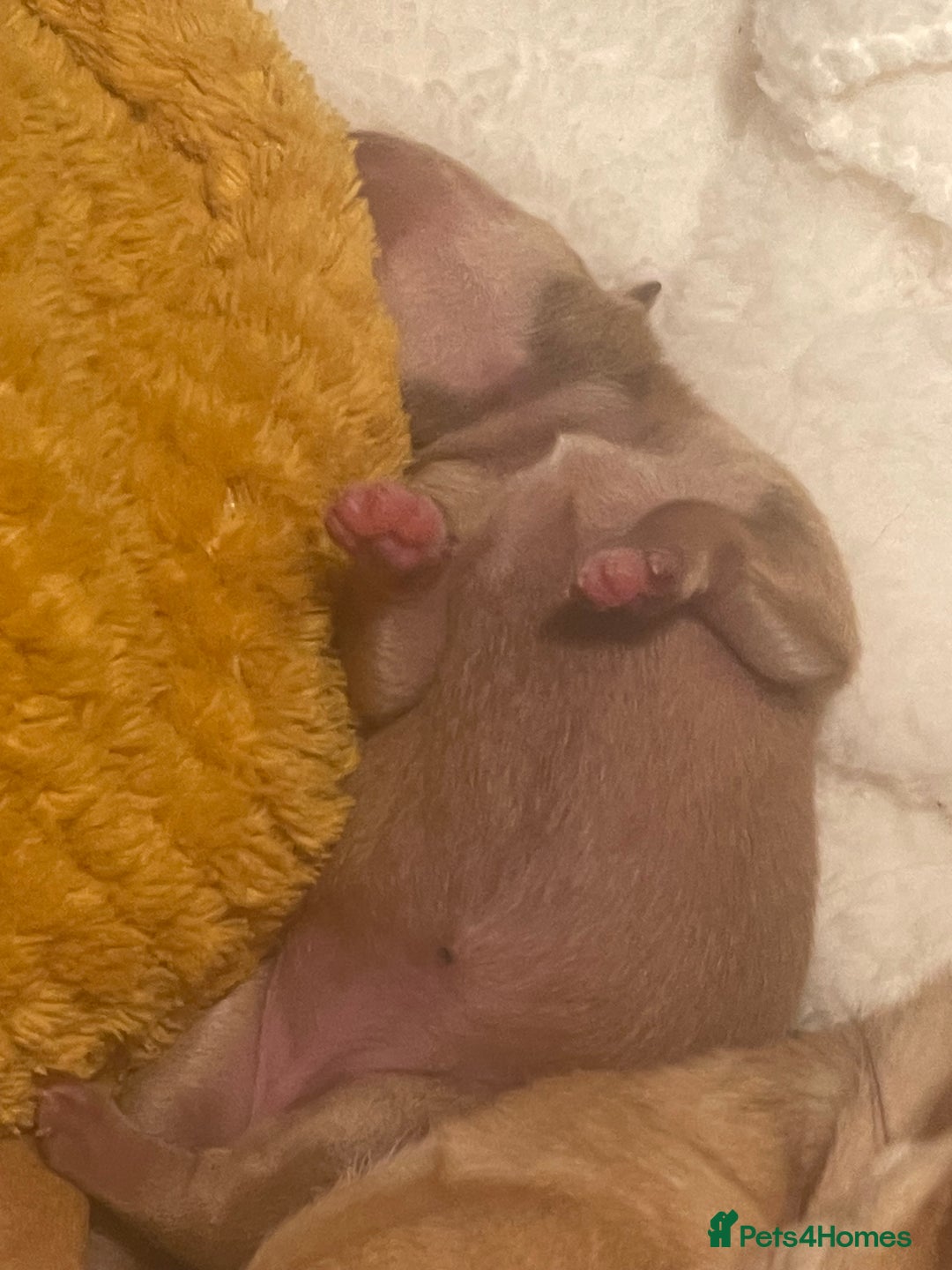 Chihuahua dogs for sale: 3 beatiful Chiuawa  - Image 4