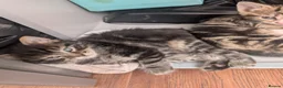 Mixed Breed cats for sale: 4 adorable kittens looking for a future home - Advert 11