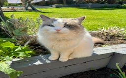 Ragdoll cats for sale: Ragdoll cross kittens  - Image 4
