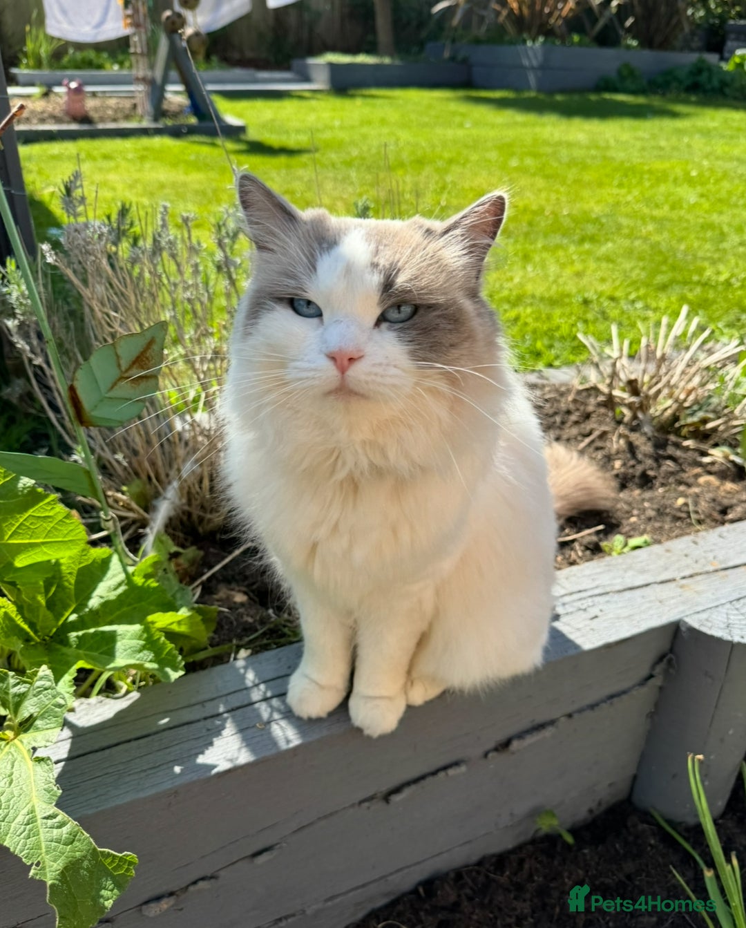 Ragdoll cats for sale: Ragdoll cross kittens  - Image 4
