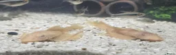 Plecos fish for sale: Full tank set up + All fish  - Advert 3