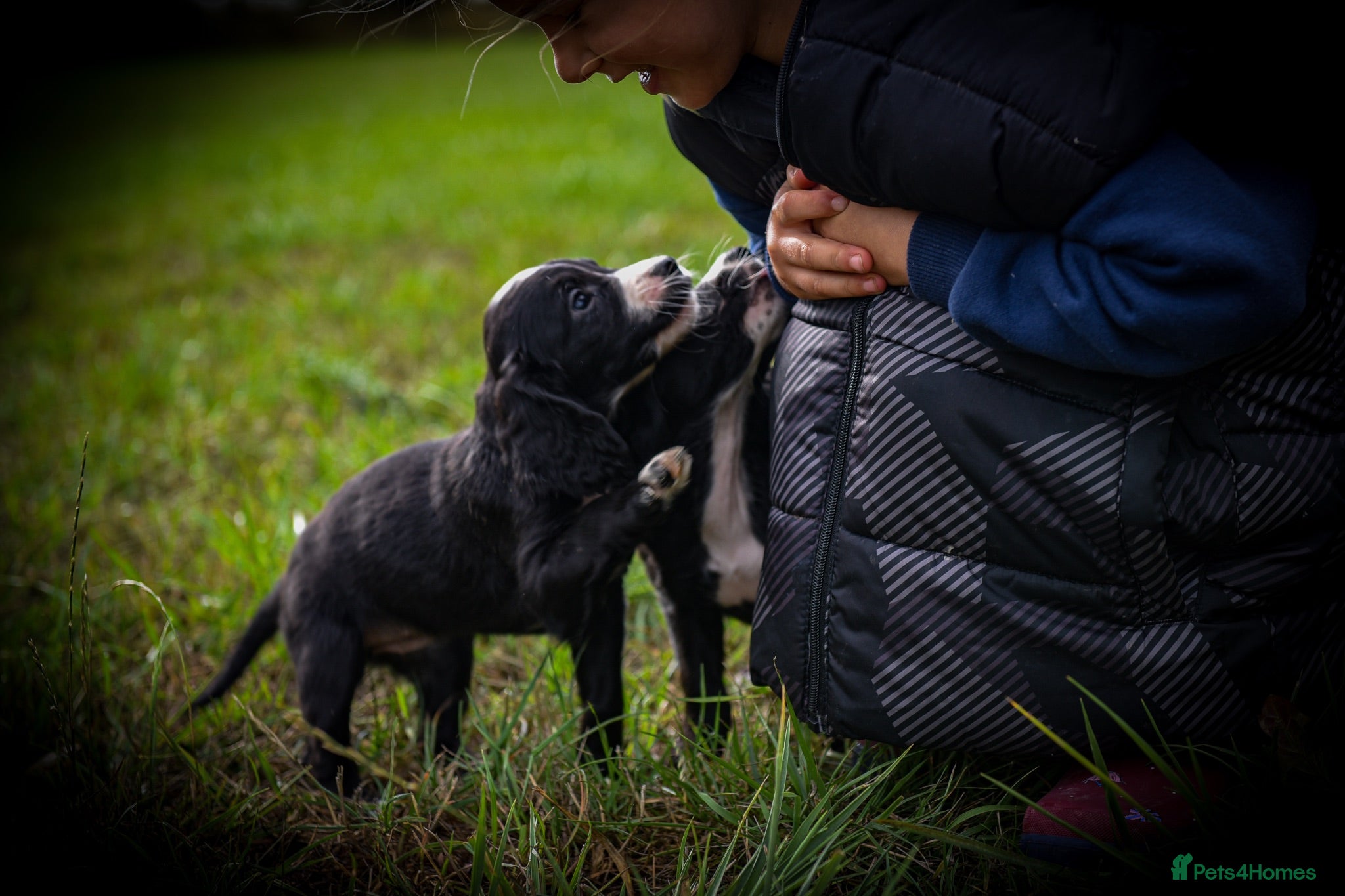 Cocker Spaniel dogs Beautiful Black and Chocolate Cocker Spaniel KCReg - Advert 1