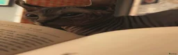 Sphynx cats for sale: Canadian Sphynx Elf  - Advert 2