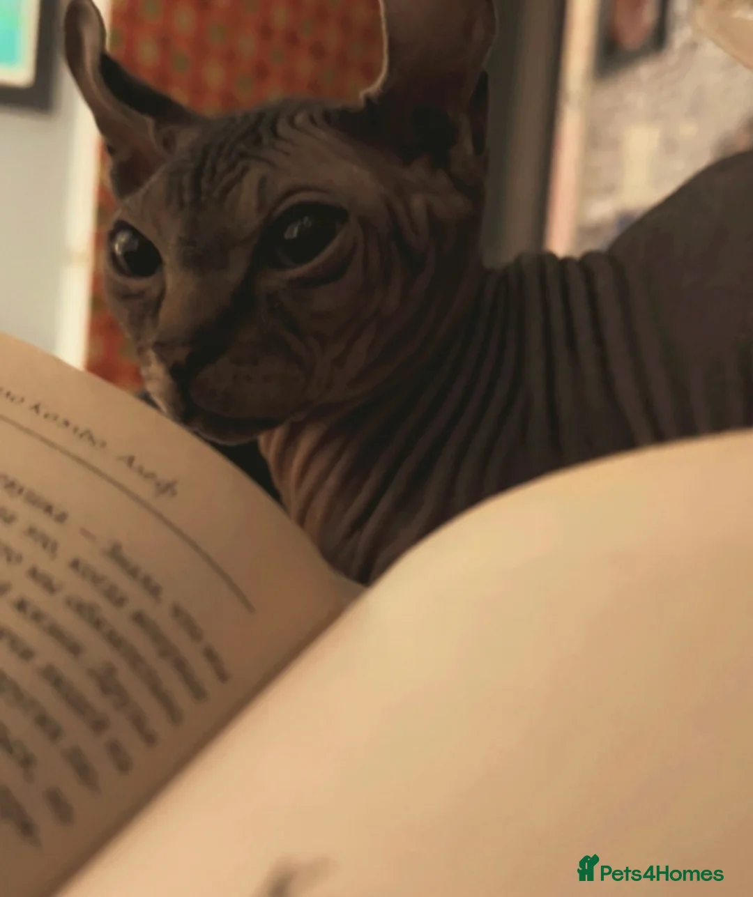 Sphynx cats for sale: Canadian Sphynx Elf  - Advert 2