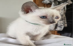 Snowshoe cats for sale: Full Pedigree Snowshoe Kittens - Image 11