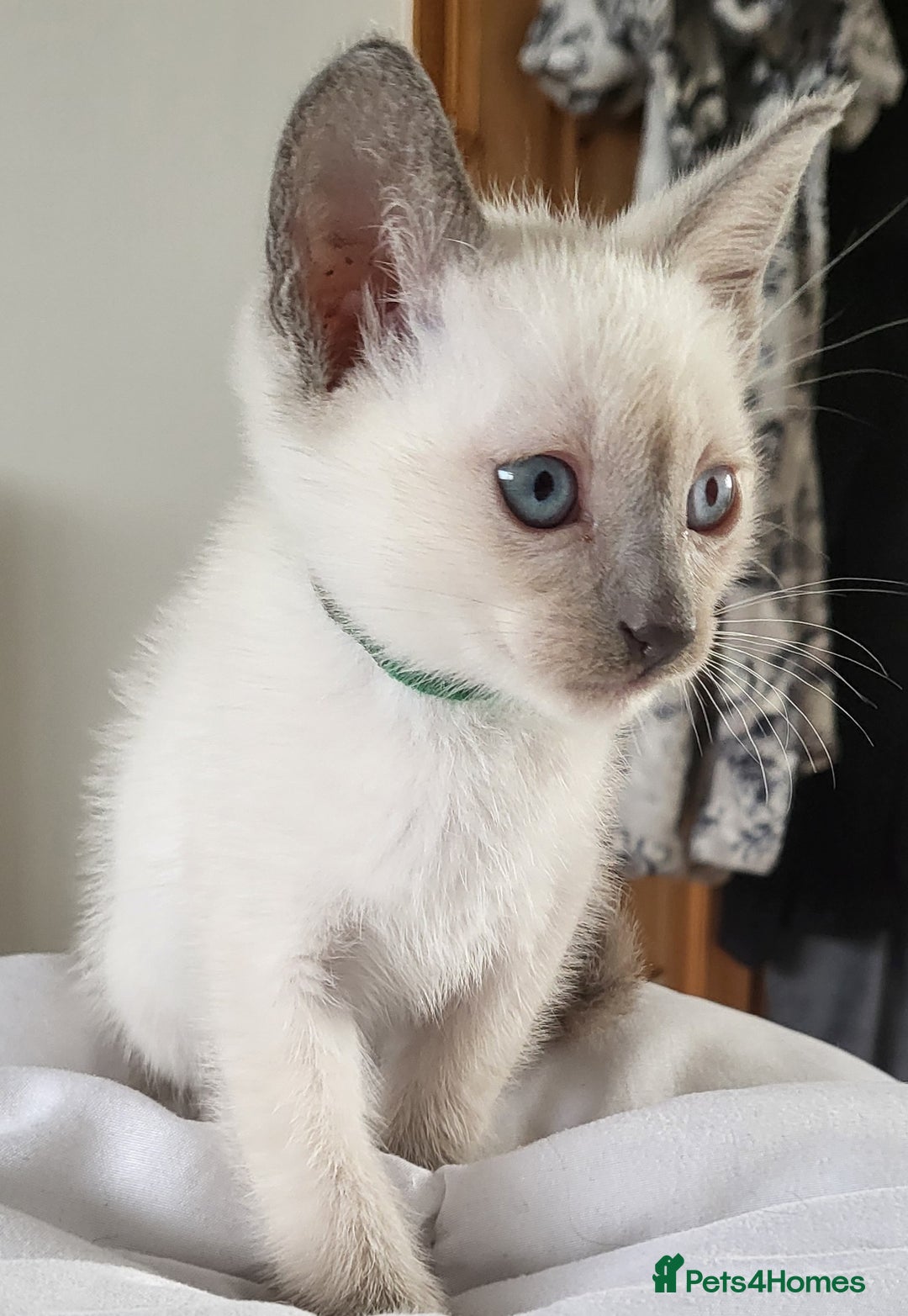 Snowshoe cats for sale: Full Pedigree Snowshoe Kittens - Image 11