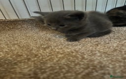 Mixed Breed cats for sale: Beautiful kittens  - Image 7