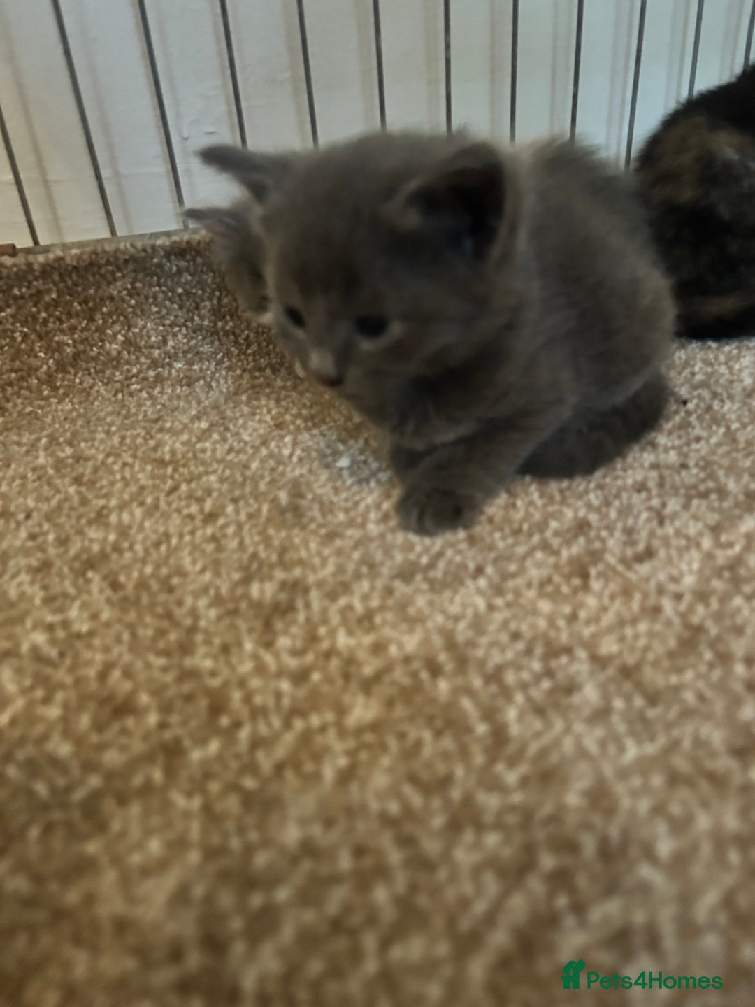 Mixed Breed cats for sale: Beautiful kittens  - Image 7