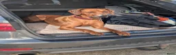 Rhodesian Ridgeback dogs for stud: Looking for a stud - Advert 5