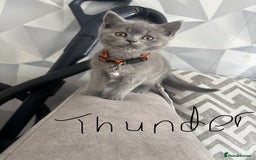 British Shorthair cats for sale: 5 beautiful boys  - Image 5