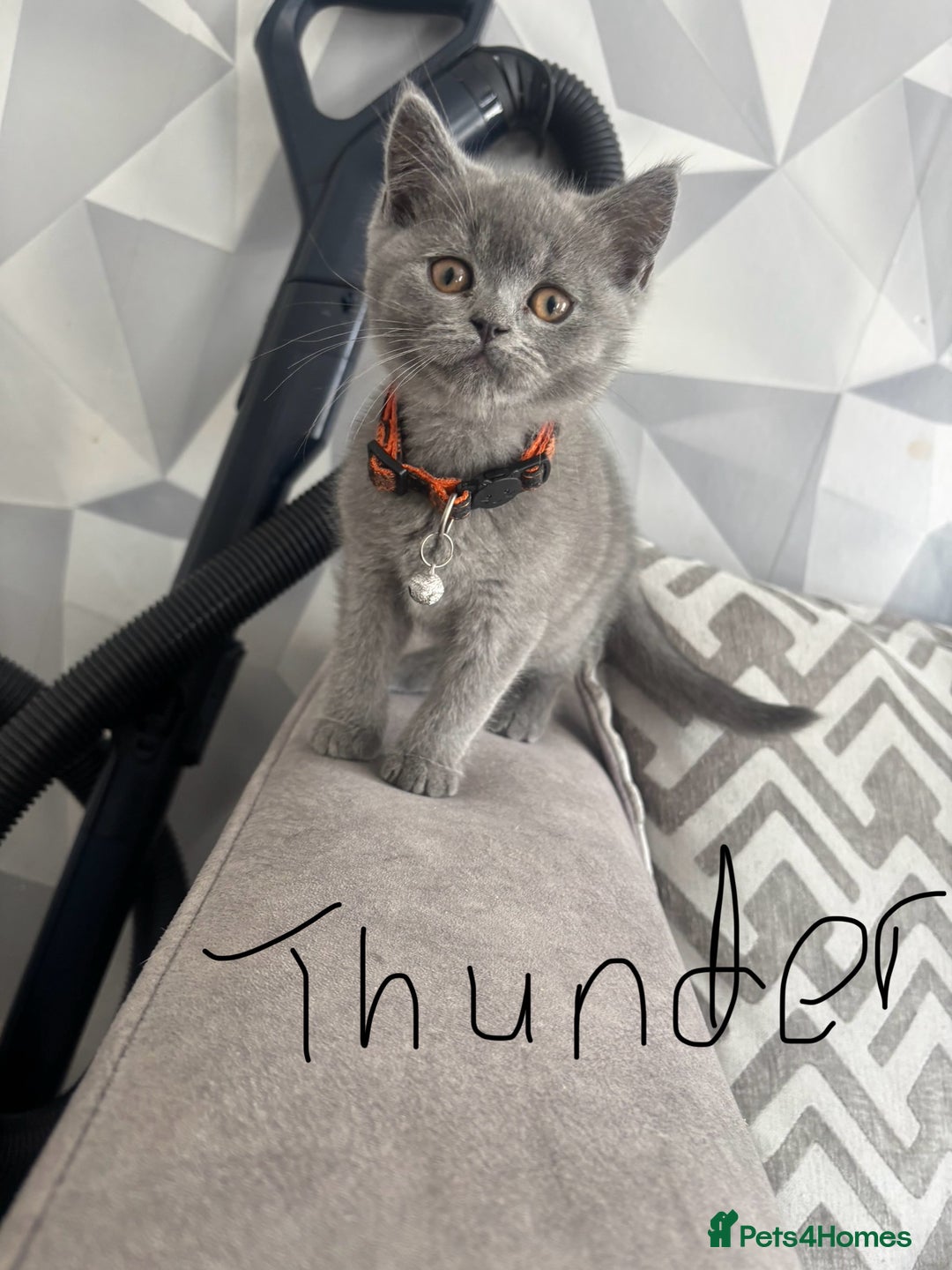 British Shorthair cats for sale: 5 beautiful boys  - Image 5