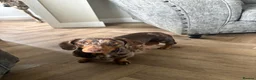 Miniature Dachshund dogs for sale: Miniature Isabella and tan boy  - Advert 3