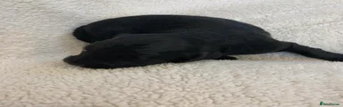 Cockapoo 4