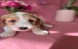 Cockapoo dogs for sale: Cocker Spaniel x Cockapoo Puppies Ready Soon  - Image 9