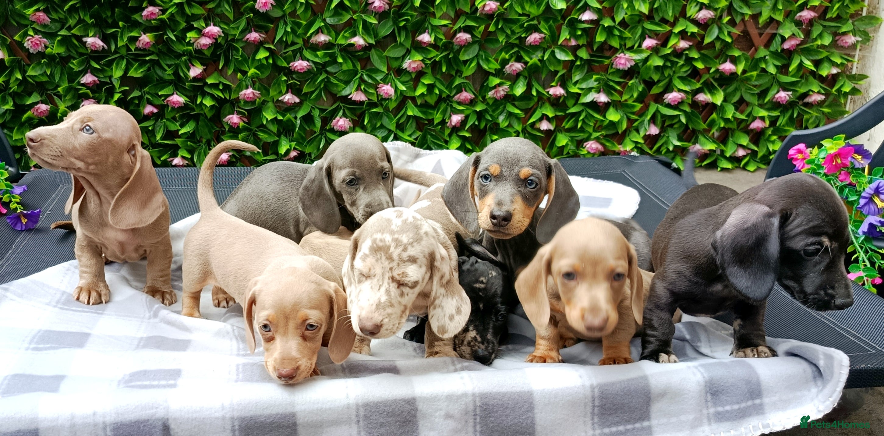 Miniature Dachshund dogs RAINBOW MINIS KC REG PRA CLEAR  - Advert 2