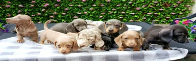 Miniature Dachshund 8