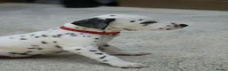 Dalmatian dogs for sale: Litter of pure Dalmatian puppies - Advert 7