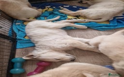 Golden Retriever dogs for sale: 🐾🐕 3 male Golden Retriever Puppies 🐶 🐕‍🦺 - Image 19