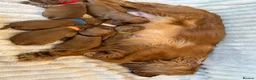 Cavalier King Charles Spaniel dogs for sale: Cavalier King Charles  - Advert 1