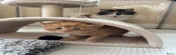 Mixed Breed cats for sale: Stunning kittens from a Maine Coon cross mum - Advert 19