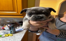 French Bulldog dogs for sale: Male French Bulldog - Image 6